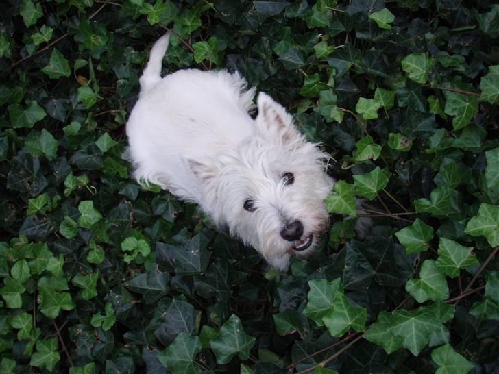 West highland white terrier Rositta - Hej med dig =) billede 5