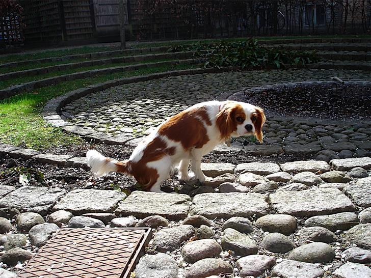 Cavalier king charles spaniel Bella Rosa billede 5