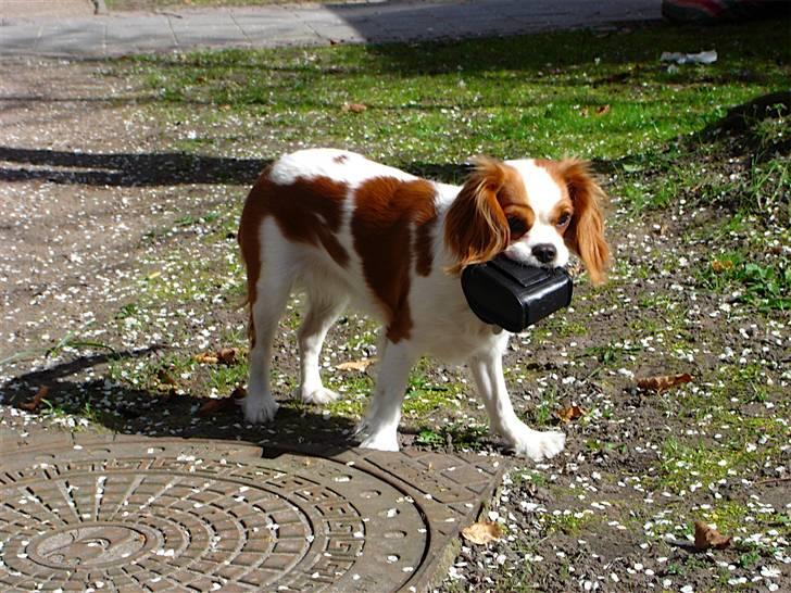 Cavalier king charles spaniel Bella Rosa billede 6