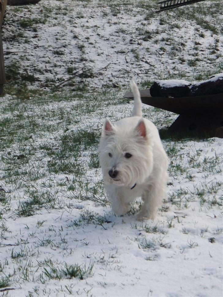 West highland white terrier Rositta - Puuu det koldt.. billede 6