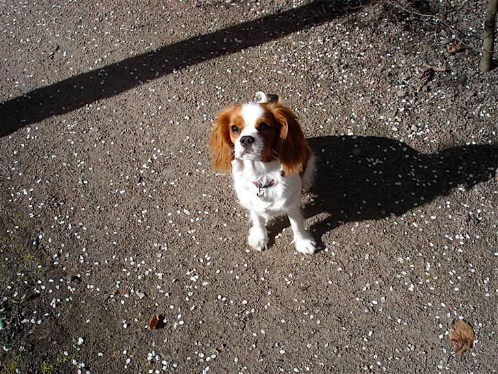 Cavalier king charles spaniel Bella Rosa billede 7