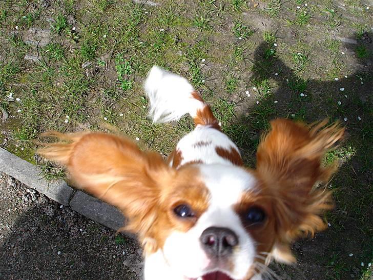 Cavalier king charles spaniel Bella Rosa billede 8