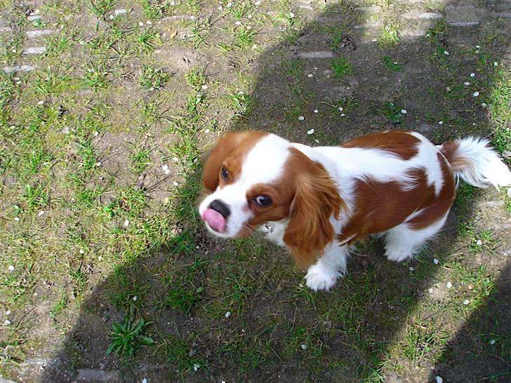 Cavalier king charles spaniel Bella Rosa billede 9