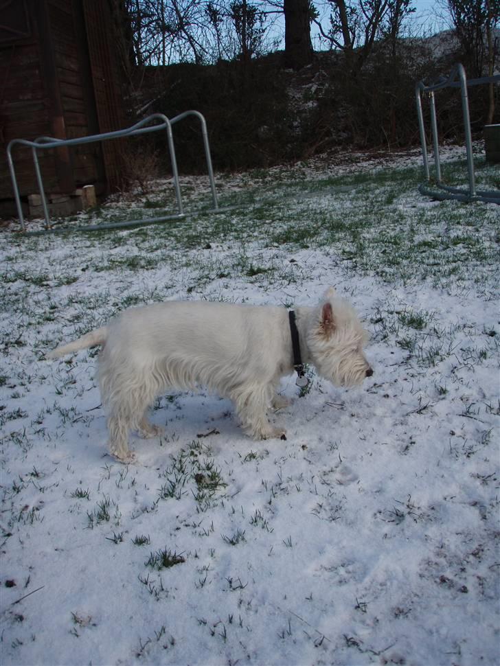 West highland white terrier Rositta - Hva dog det for noget hvid noget? billede 7