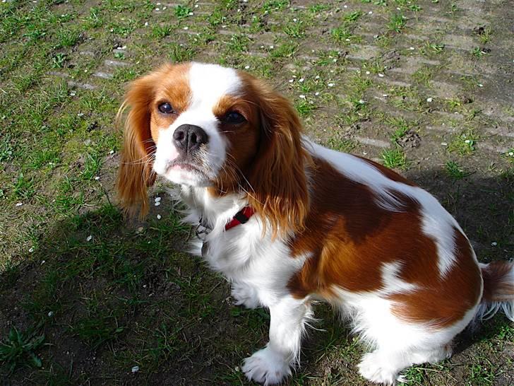 Cavalier king charles spaniel Bella Rosa billede 10