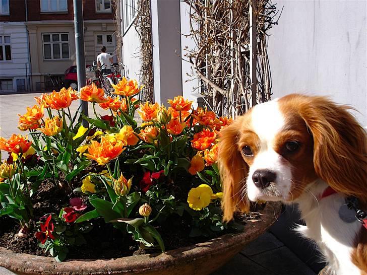 Cavalier king charles spaniel Bella Rosa billede 11