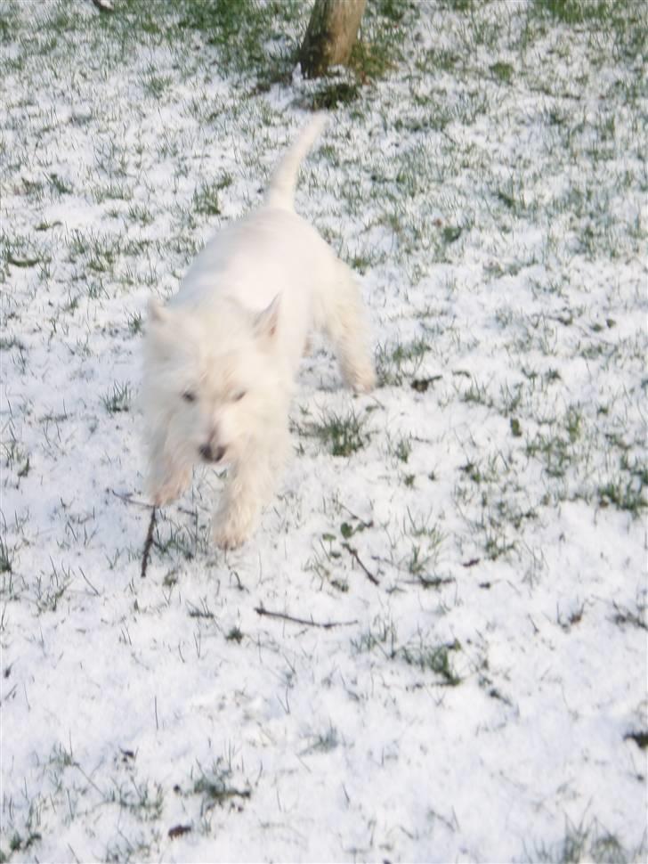 West highland white terrier Rositta - Lad mig kom ind. billede 8