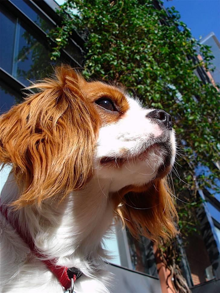 Cavalier king charles spaniel Bella Rosa billede 12