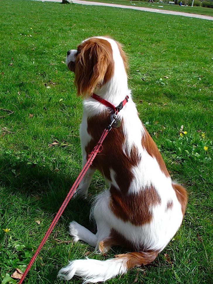 Cavalier king charles spaniel Bella Rosa billede 13