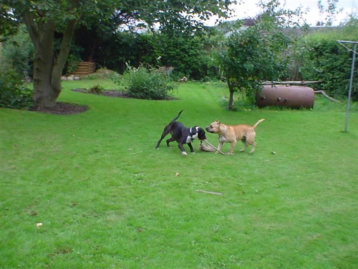 Amerikansk staffordshire terrier Oskar - Yeah kom så Aya så skal der trækkes om kamp :) billede 15