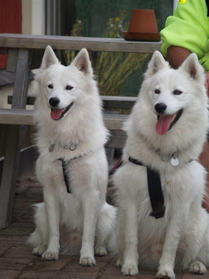 Dansk Spids Elvis - Elvi og Miki på camping billede 20