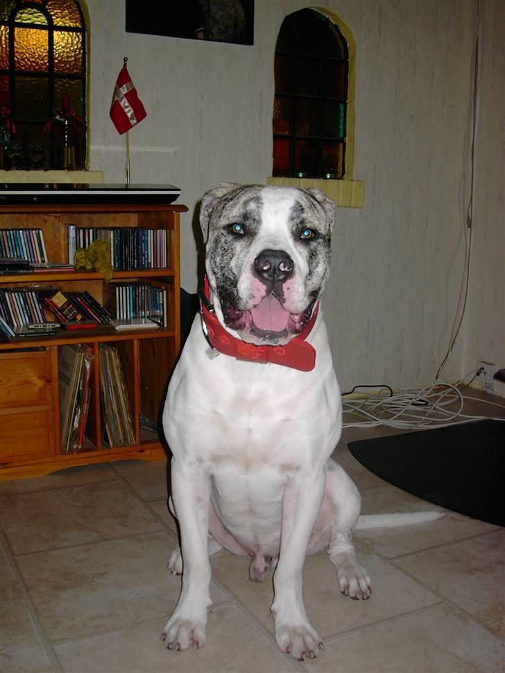 Amerikansk bulldog Odin R.I.P - Bar´ li´ hjemme ved Lene´s forældre.... Nyder det, de forkæler mig nemlig..... billede 7