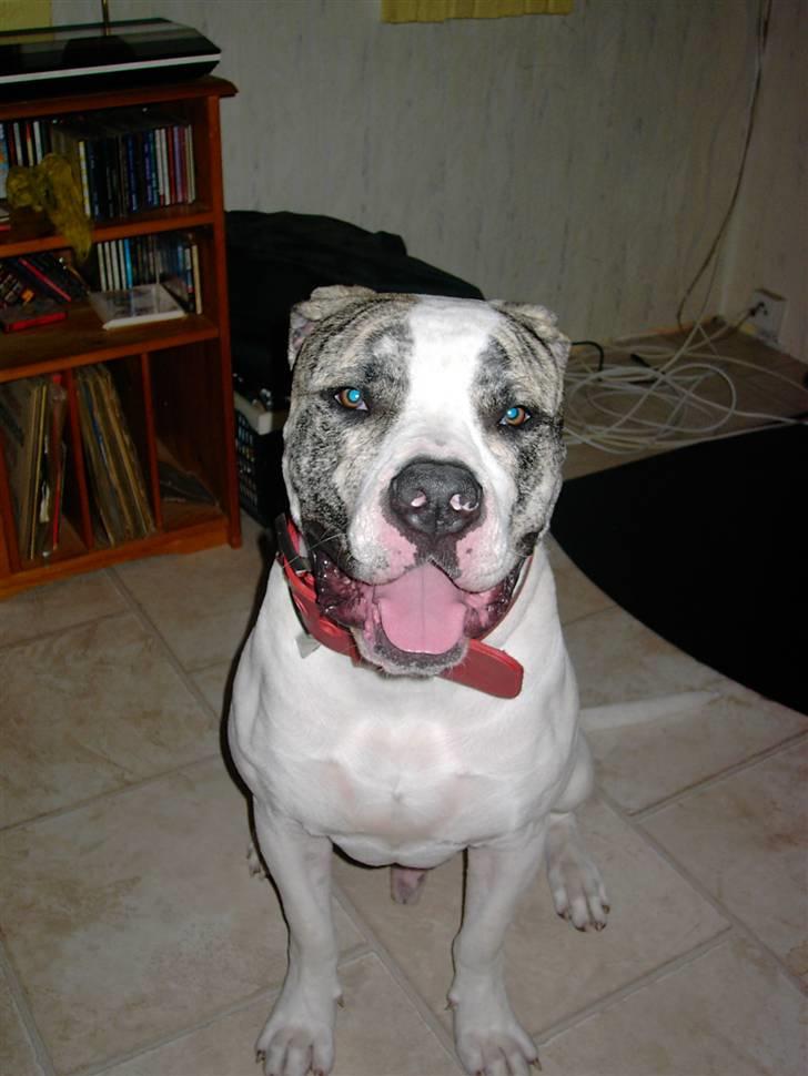 Amerikansk bulldog Odin R.I.P billede 8