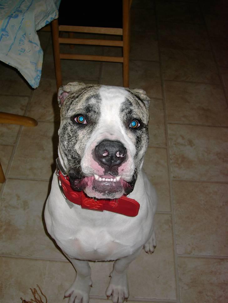 Amerikansk bulldog Odin R.I.P billede 9