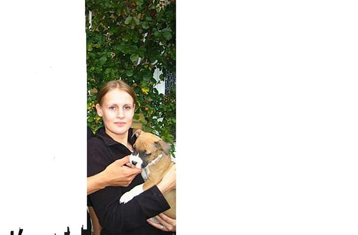 Amerikansk staffordshire terrier Tica billede 20