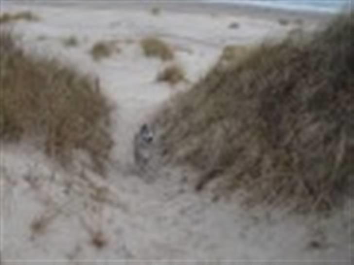 Akita inu Yuna billede 4