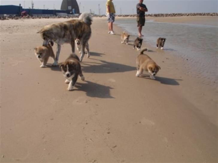 Akita inu Yuna billede 5