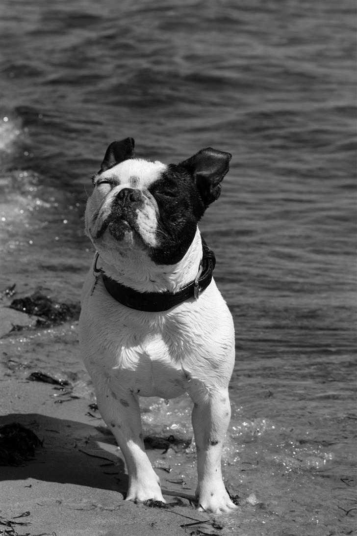 Fransk bulldog nicco billede 2