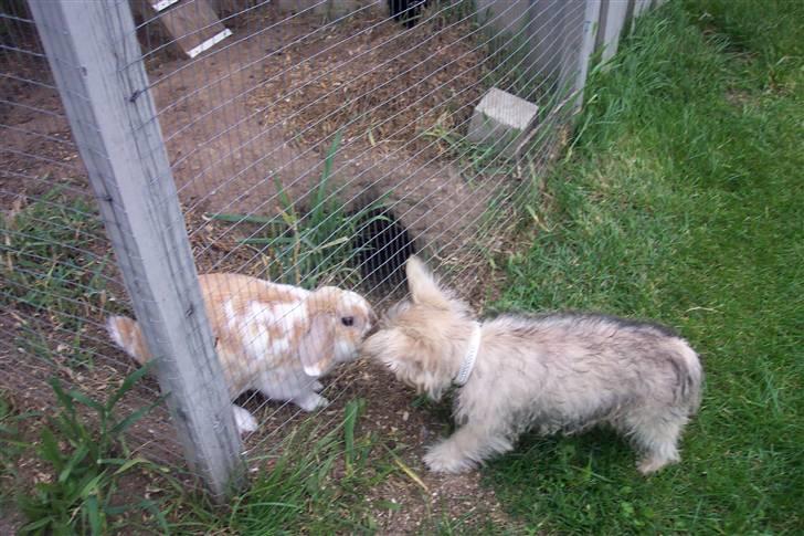 Cairn terrier molly billede 5