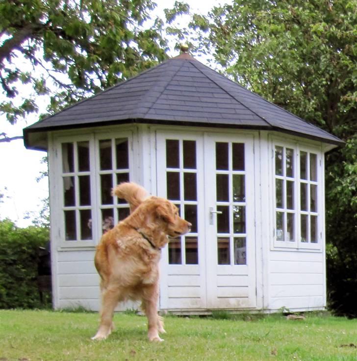 Golden retriever Tikki billede 1