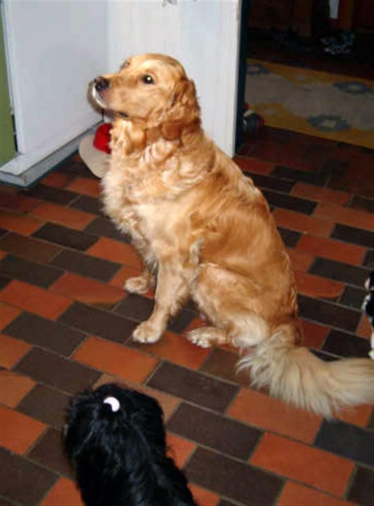 Golden retriever Tikki billede 2