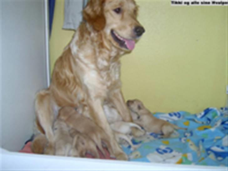 Golden retriever Tikki - Tikki med hvalpe billede 3