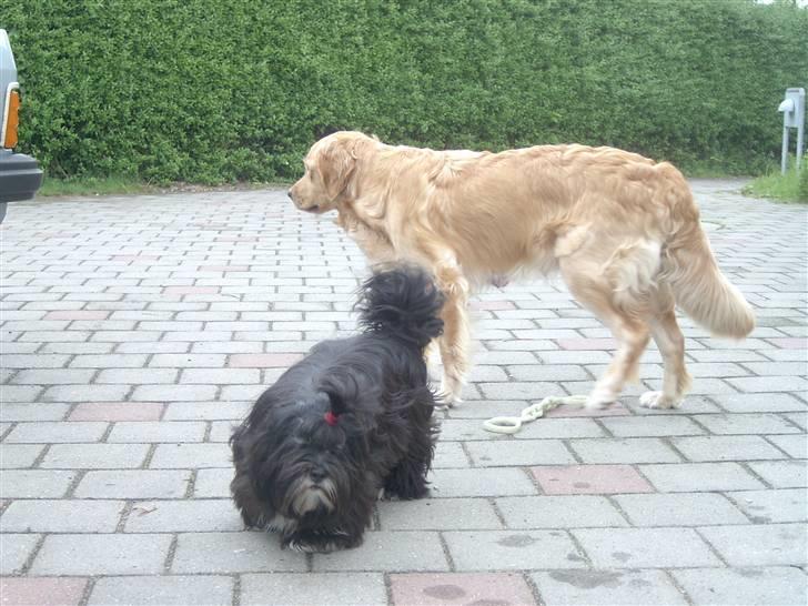 Golden retriever Tikki - Tikki & Nitte billede 4