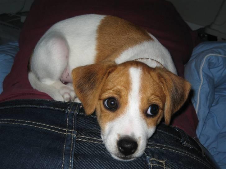 Jack russell terrier Tess - 8.Elsker at ligge blødt billede 8