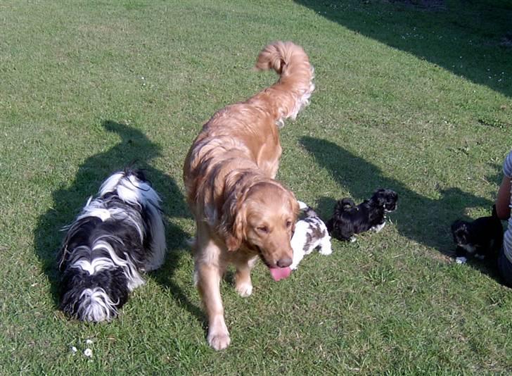 Golden retriever Tikki - Tikki & Nitte´s hvalp Akilles billede 5