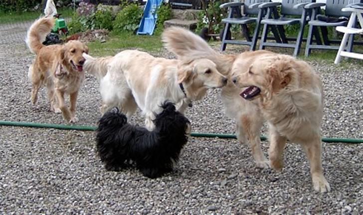 Golden retriever Tikki - Tikki med 2 af sine hvalpe & Nitte billede 6