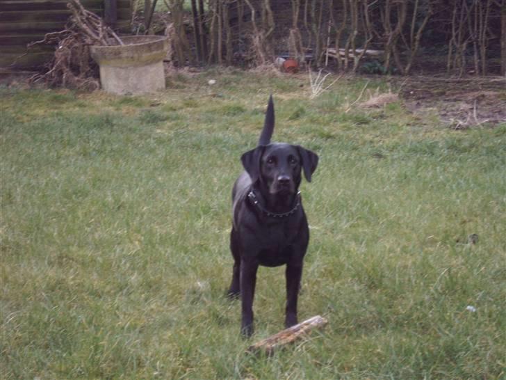 Labrador retriever Molly billede 1