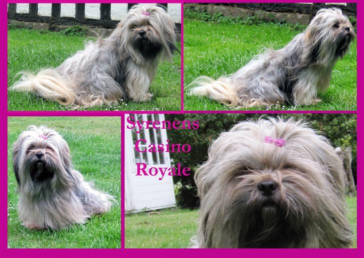 Lhasa apso Syrenen´s Casino Royale - Syrenens Casino Royale billede 1