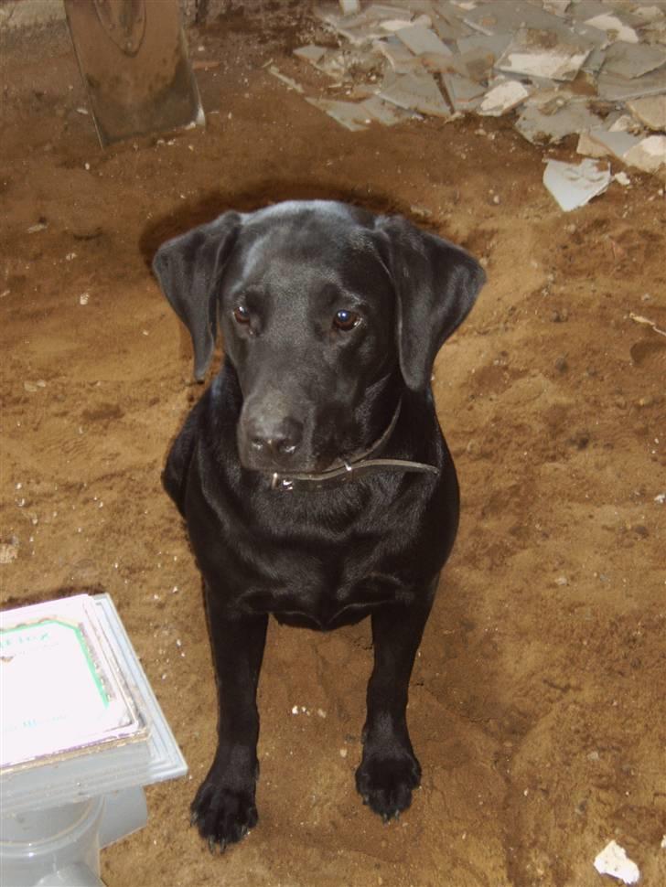 Labrador retriever Molly billede 2