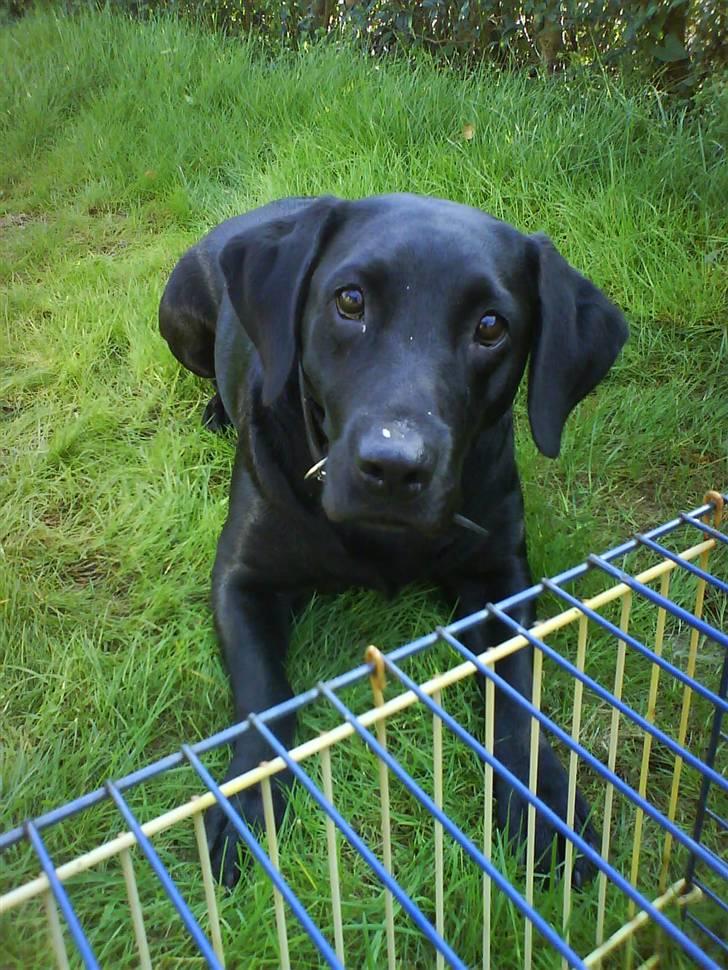 Labrador retriever Molly billede 3