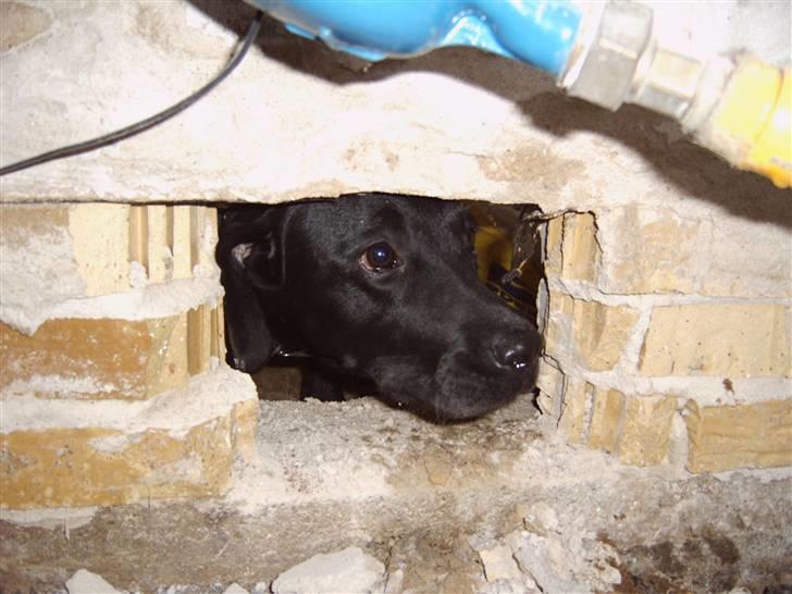 Labrador retriever Molly billede 4