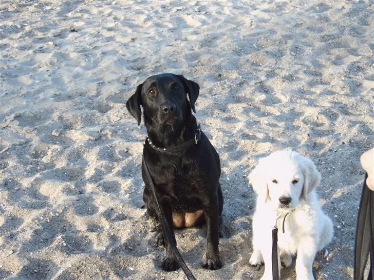 Labrador retriever Molly - Molly og hendes lillebror Rocko billede 5