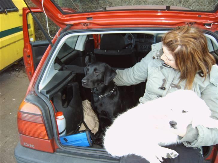 Labrador retriever Molly - Molly sammen med hendes mor og lillebror Rocko billede 6