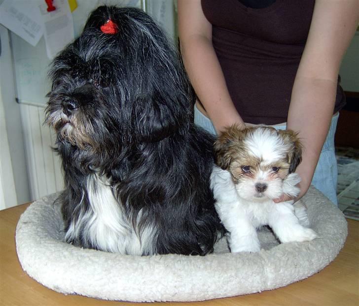 Lhasa apso JUANITA - Nitte & med sin hval Babette fra i år 2007 billede 7