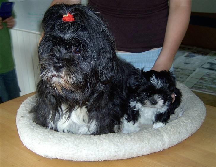 Lhasa apso JUANITA - Nitte med sin søn Tibu billede 8