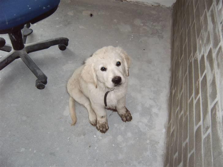 Golden retriever Rocko billede 6