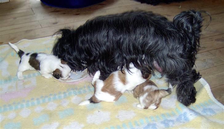 Lhasa apso JUANITA - Nitte og hvalpe fra i år 2007 billede 9