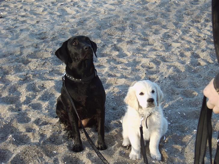 Golden retriever Rocko - Rocko og hans storesøster Molly på 4 år billede 7
