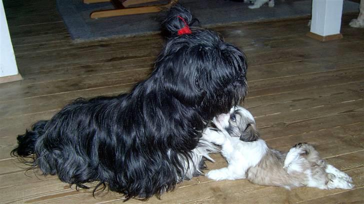 Lhasa apso JUANITA - Her leger hun med sin hvalp Humle billede 10