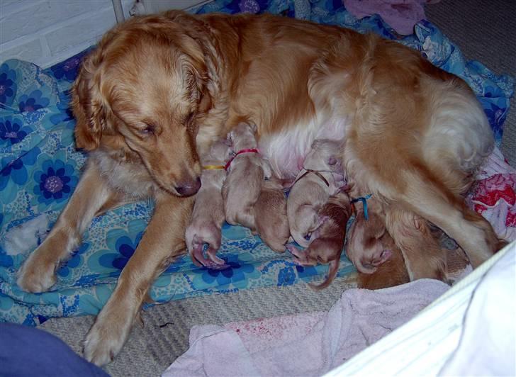 Golden retriever Tikki - Her har hun hvalpe. De er født i vores soveværelse :´) billede 7