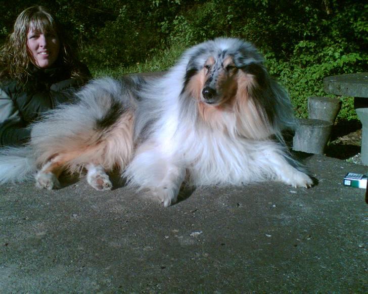 Collie langhåret Old Golden Gates "Tarzan" RIP ;( billede 1