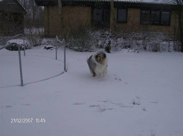 Collie langhåret Old Golden Gates "Tarzan" RIP ;( billede 3