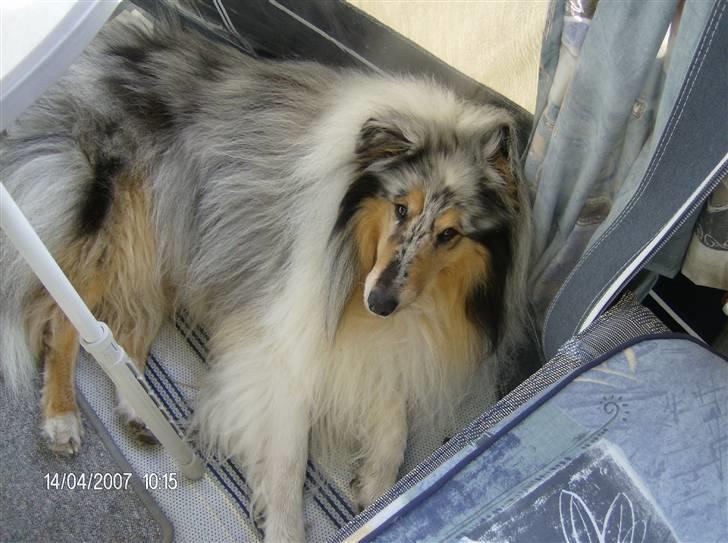 Collie langhåret Old Golden Gates "Tarzan" RIP ;( billede 4