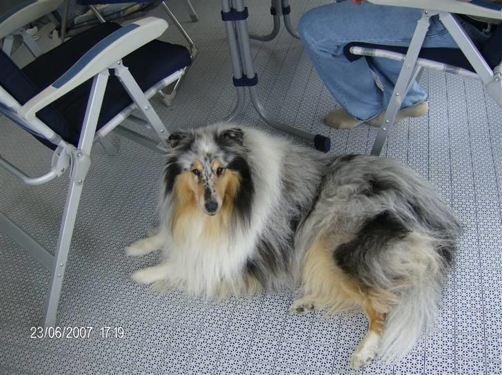 Collie langhåret Old Golden Gates "Tarzan" RIP ;( billede 5