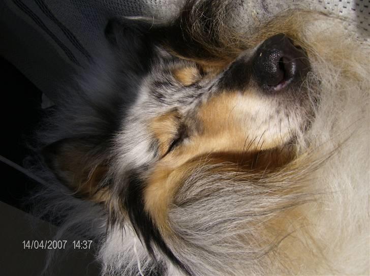 Collie langhåret Old Golden Gates "Tarzan" RIP ;( billede 6