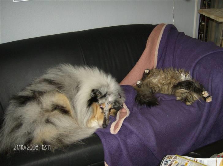 Collie langhåret Old Golden Gates "Tarzan" RIP ;( billede 7